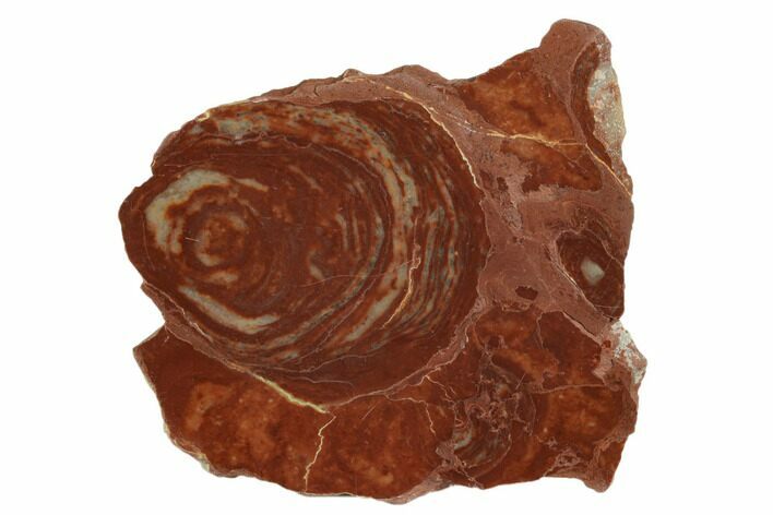Polished Stromatolite (Gongylina) Slab - Billion Years #180019